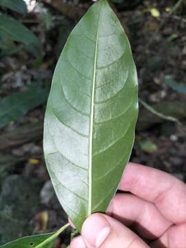 Image of Turkey bush