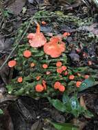 Image of Cantharellus coccolobae Buyck, P. A. Moreau & Courtec. 2016