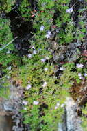 Thymus caespititius Brot. resmi