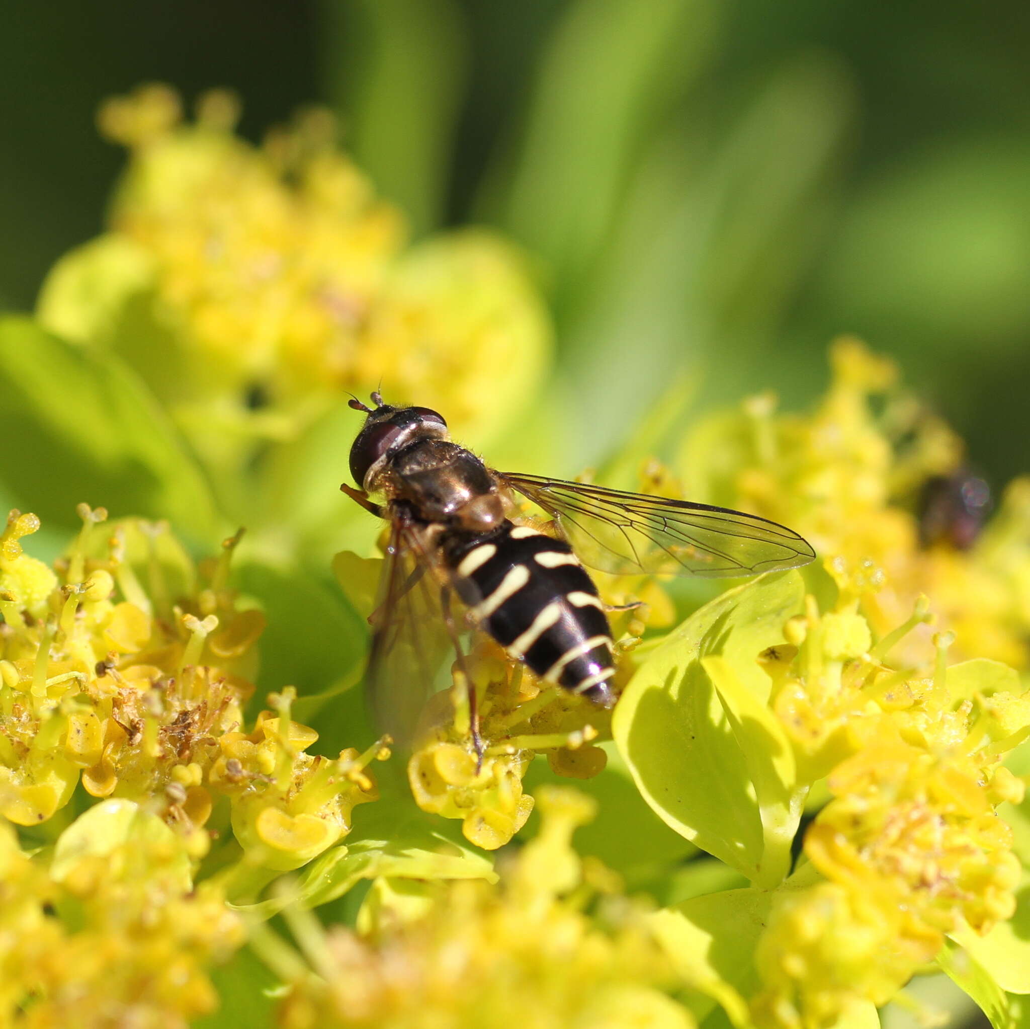 Image of Dasysyrphus venustus (Meigen 1822)