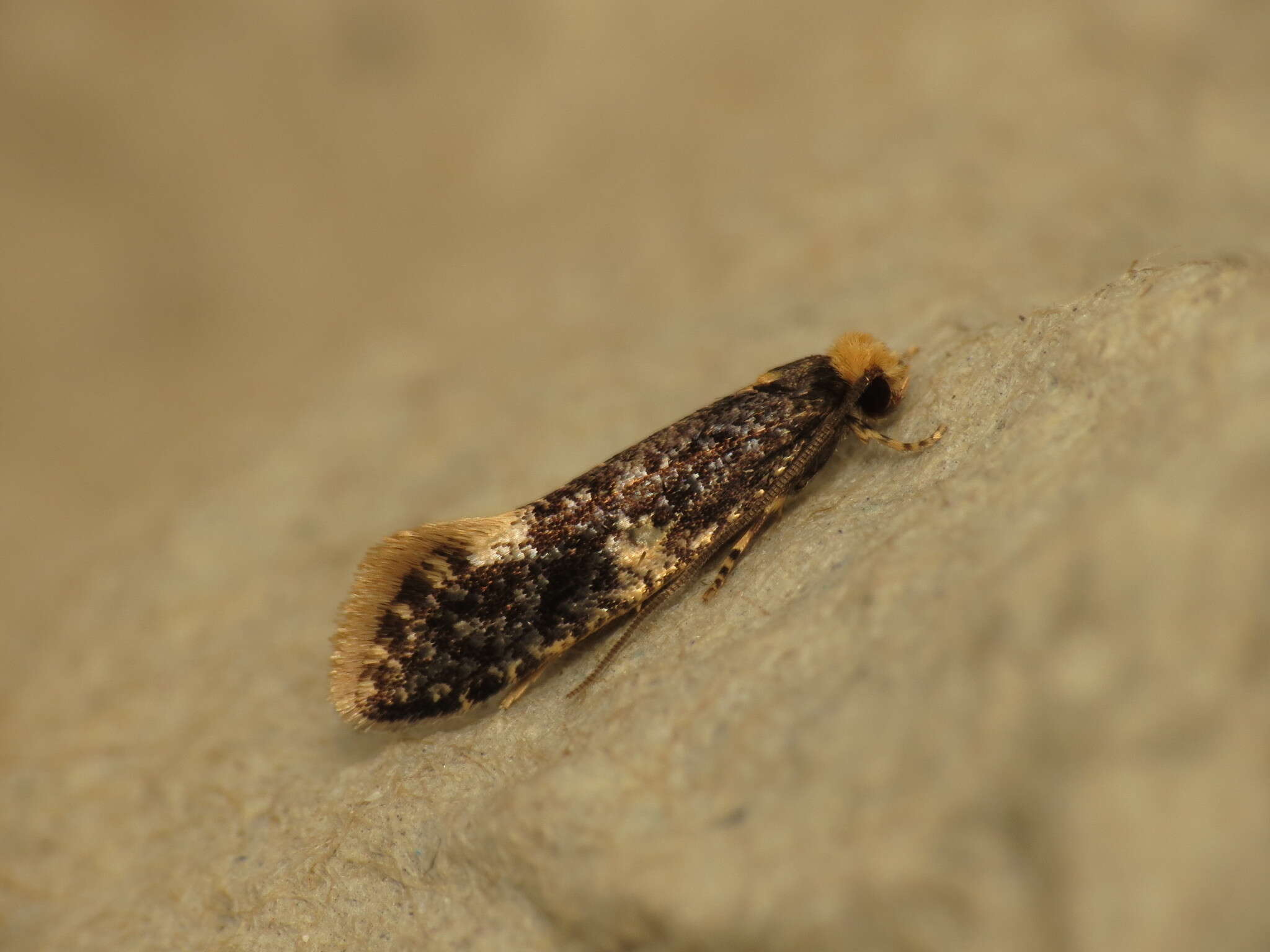 Image of Monopis weaverella (Scott 1858)