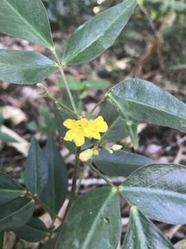 Image of Oxalis polymorpha Mart. ex Zucc.