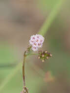 Imagem de Boerhavia triquetra S. Wats.