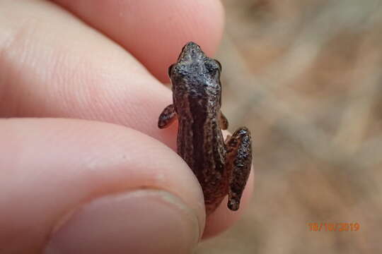 Image of Black-spotted Tree Frog