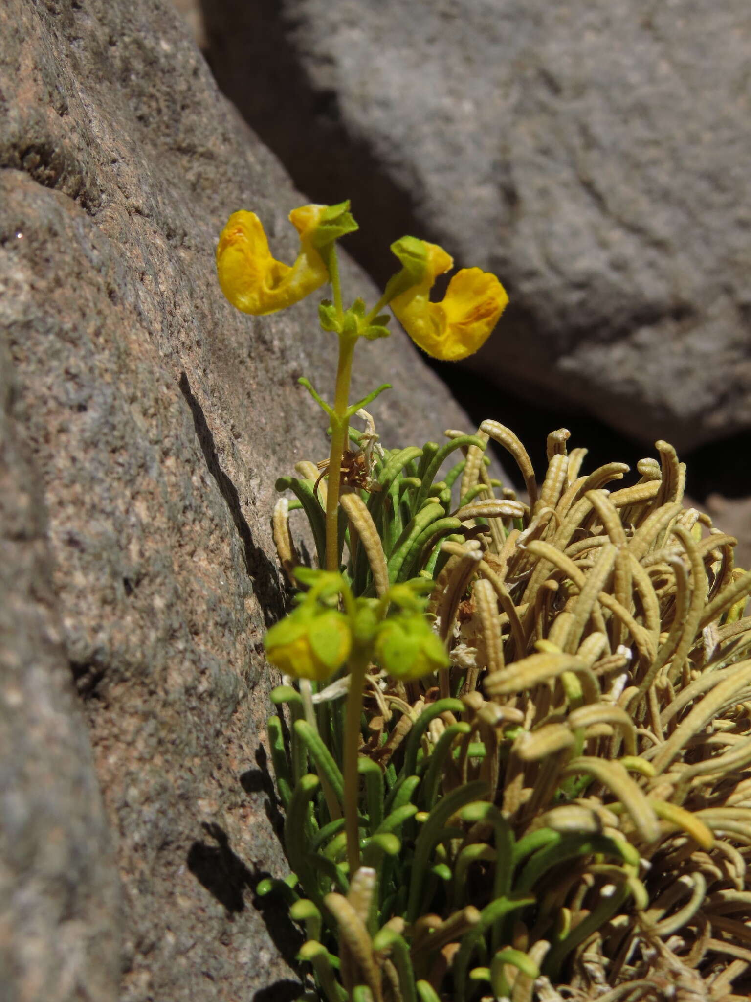 Image of Calceolaria pinifolia Cav.