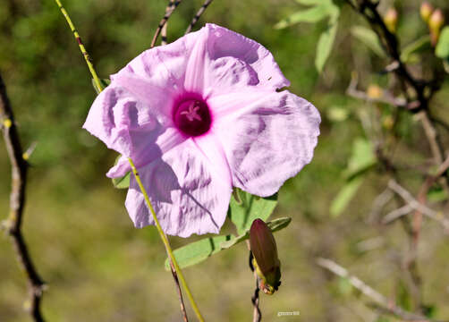 Image of Ipomoea bonariensis Hook.