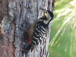 Image of Stripe-breasted Woodpecker