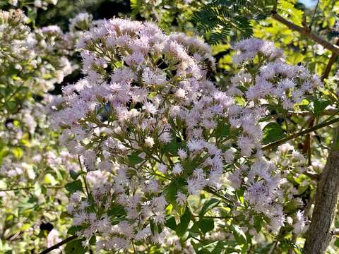 Image of Golden vernonia