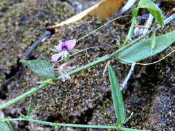 Image of Psoralea laxa T. M. Salter