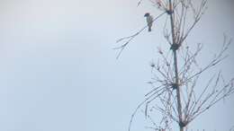 Image of Ivory-backed Woodswallow