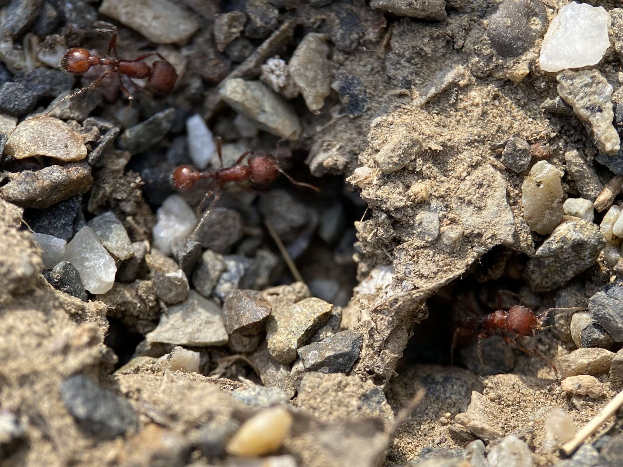 Image de Pogonomyrmex salinus Olsen 1934