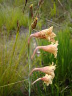 Слика од Gladiolus emiliae L. Bolus