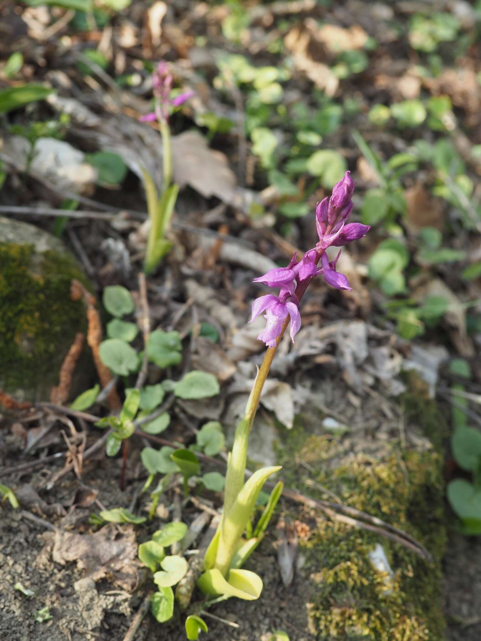 Image de Orchis mascula subsp. speciosa (Mutel) Hegi