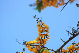 Image of Pterocarpus acapulcensis Rose