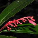 Image of Palicourea calophylla DC.