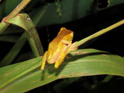 Image of Dendropsophus arndti Caminer, Milá, Jansen, Fouquet, Venegas, Chávez, Lougheed & Ron 2017