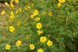 Image of sulphur cosmos