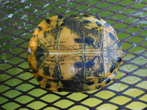 Image of Cumberland slider