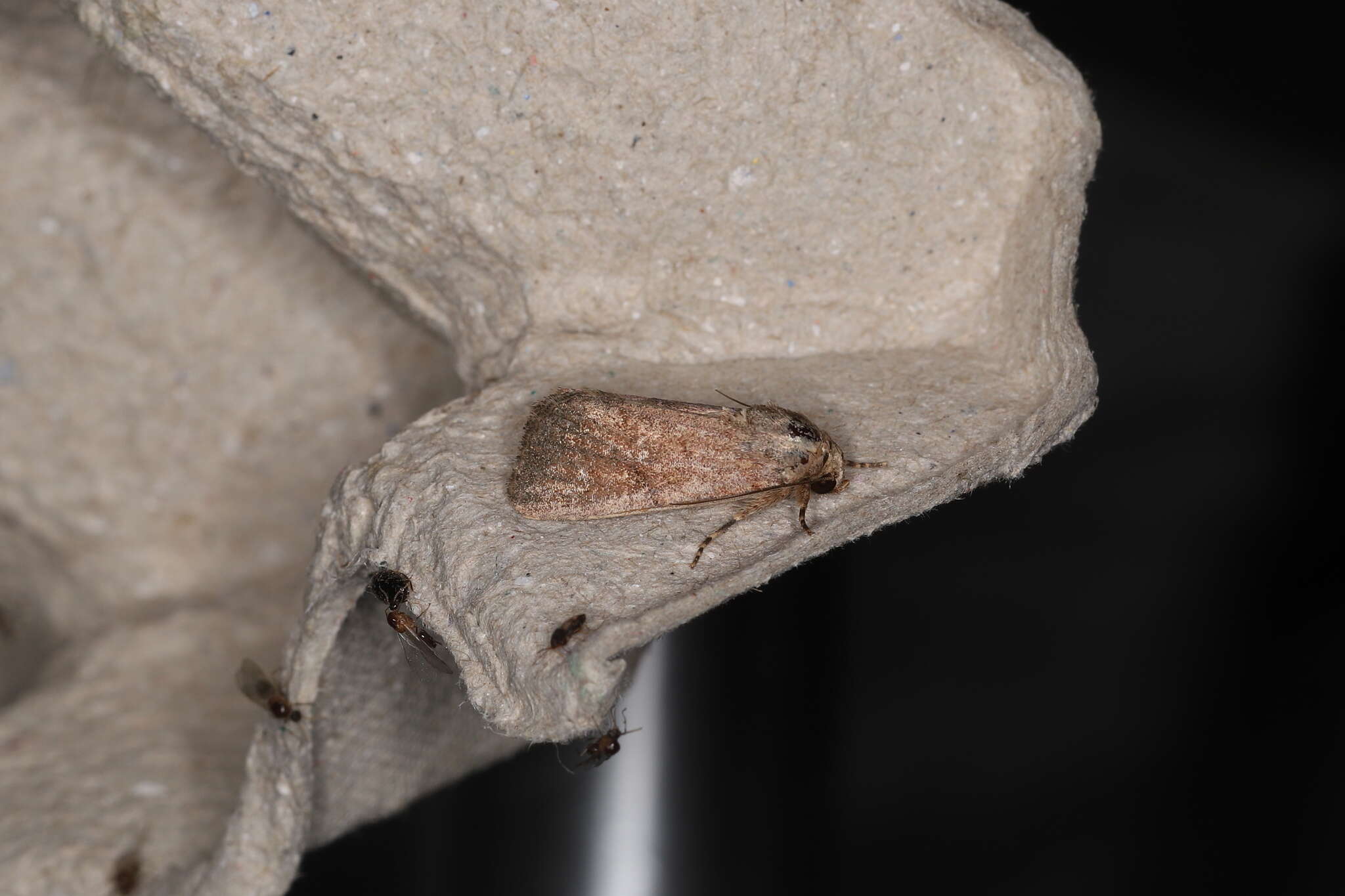 Image of Spodoptera pecten Guenée 1852