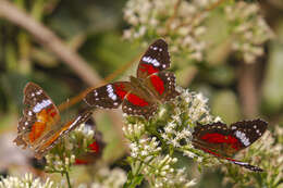 Plancia ëd Anartia amathea roeselia Eschscholtz 1821