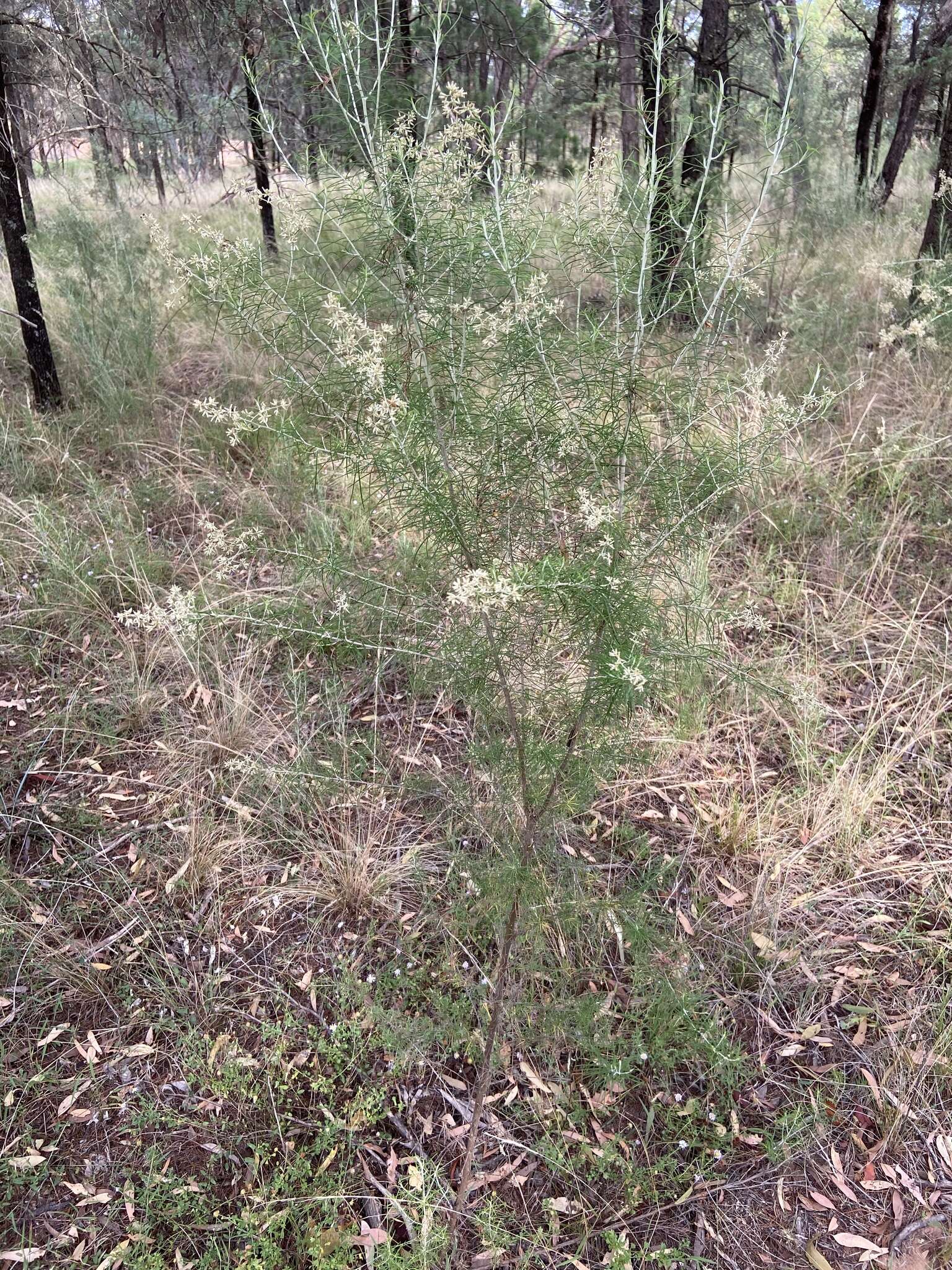 Image of Wild Rosemary