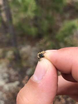 Image of Andrena carolina Viereck 1909