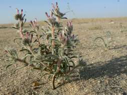 Слика од Moltkiopsis ciliata (Forsk.) I. M. Johnst.