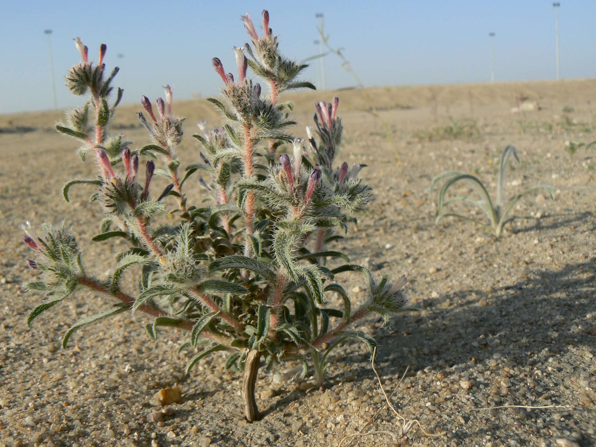 Image of Moltkiopsis ciliata (Forsk.) I. M. Johnst.