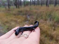 Image of Flatwoods salamander