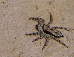 Image of Gray Wall Jumper