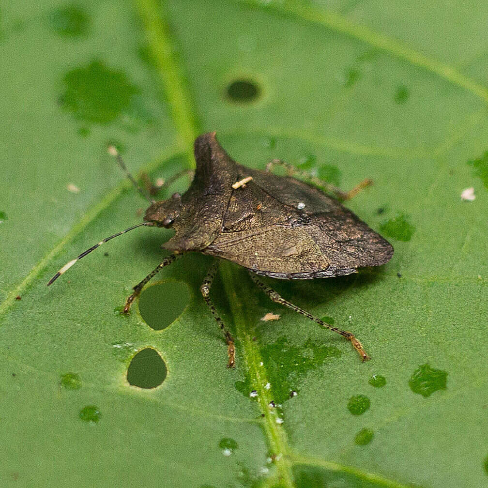 Adustonotus Bianchi 2017的圖片