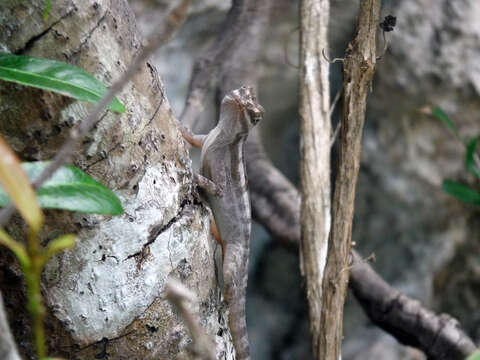 Image of Cave Anole