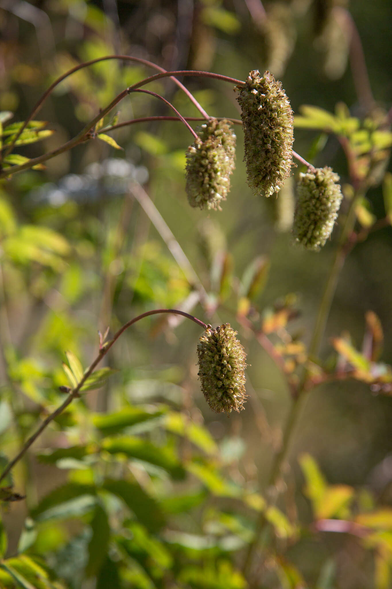 Imagem de Sanguisorba alpina Bunge