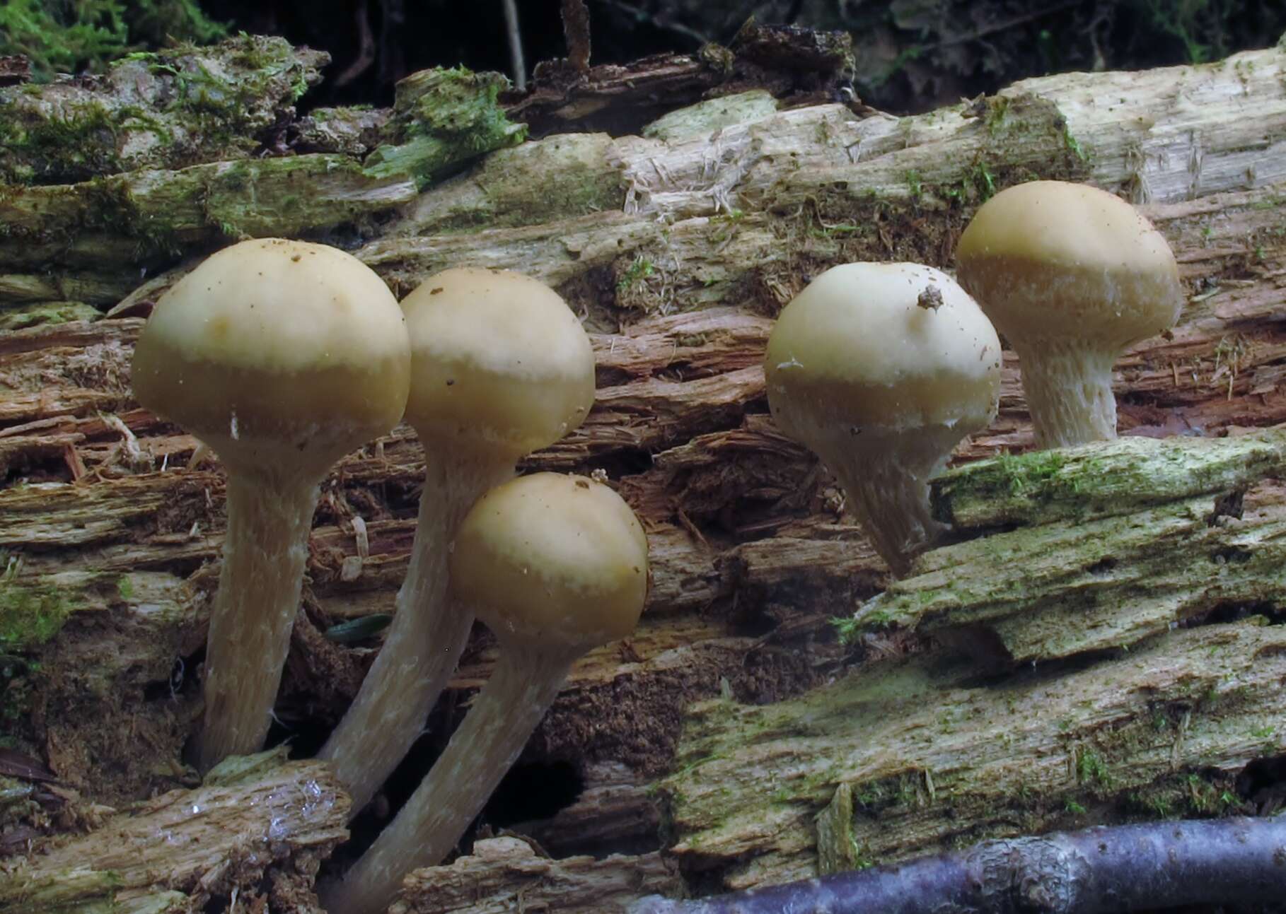 Image of Pholiota marginella Peck 1898