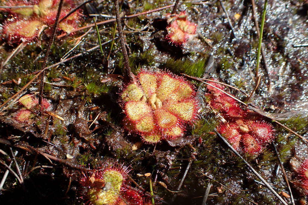 Image of Drosera cuneifolia L. fil.