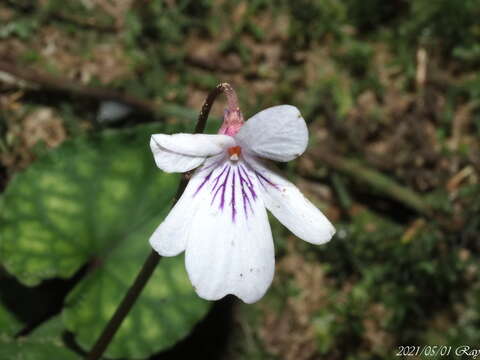 Imagem de Viola formosana Hayata