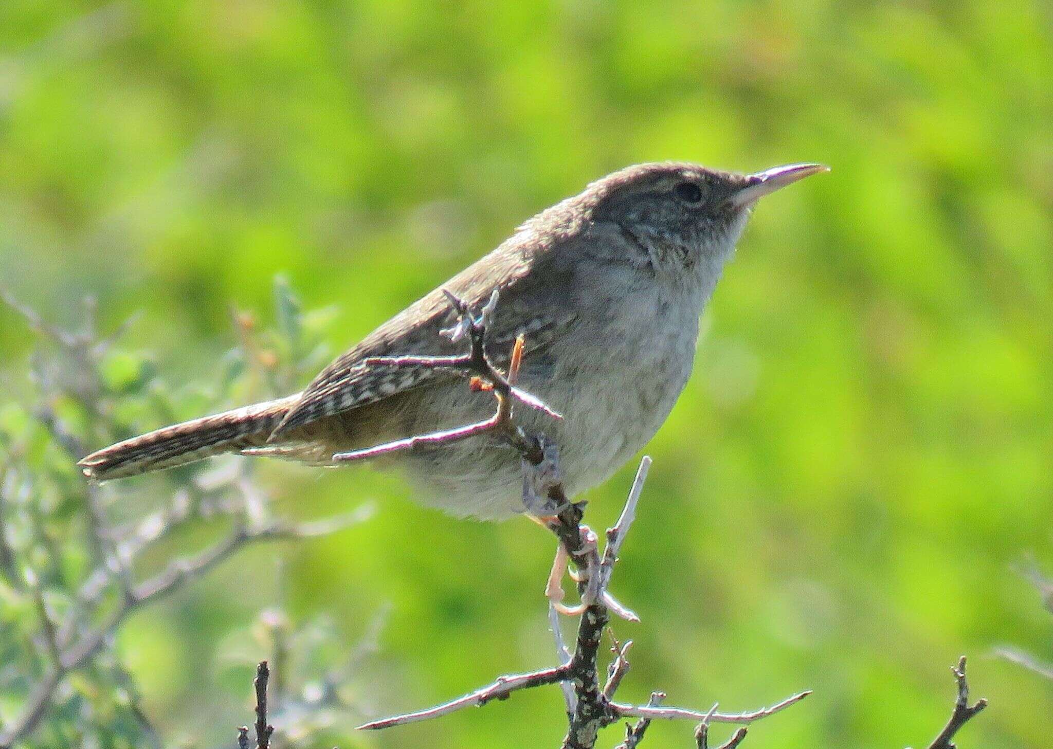 Слика од Troglodytes aedon parkmanii Audubon 1839