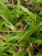 Image of Tamil grass dart