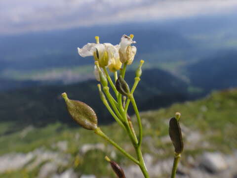 Sivun Draba stellata Jacq. kuva