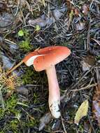 Image of Russula americana Singer 1940