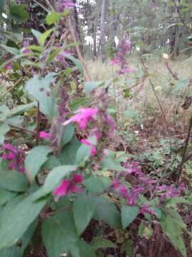 Sivun Salvia iodantha Fernald kuva