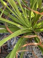 Image of Britton's beargrass