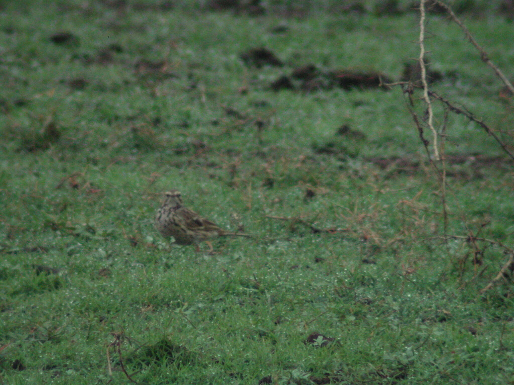 Image of Rosy Pipit