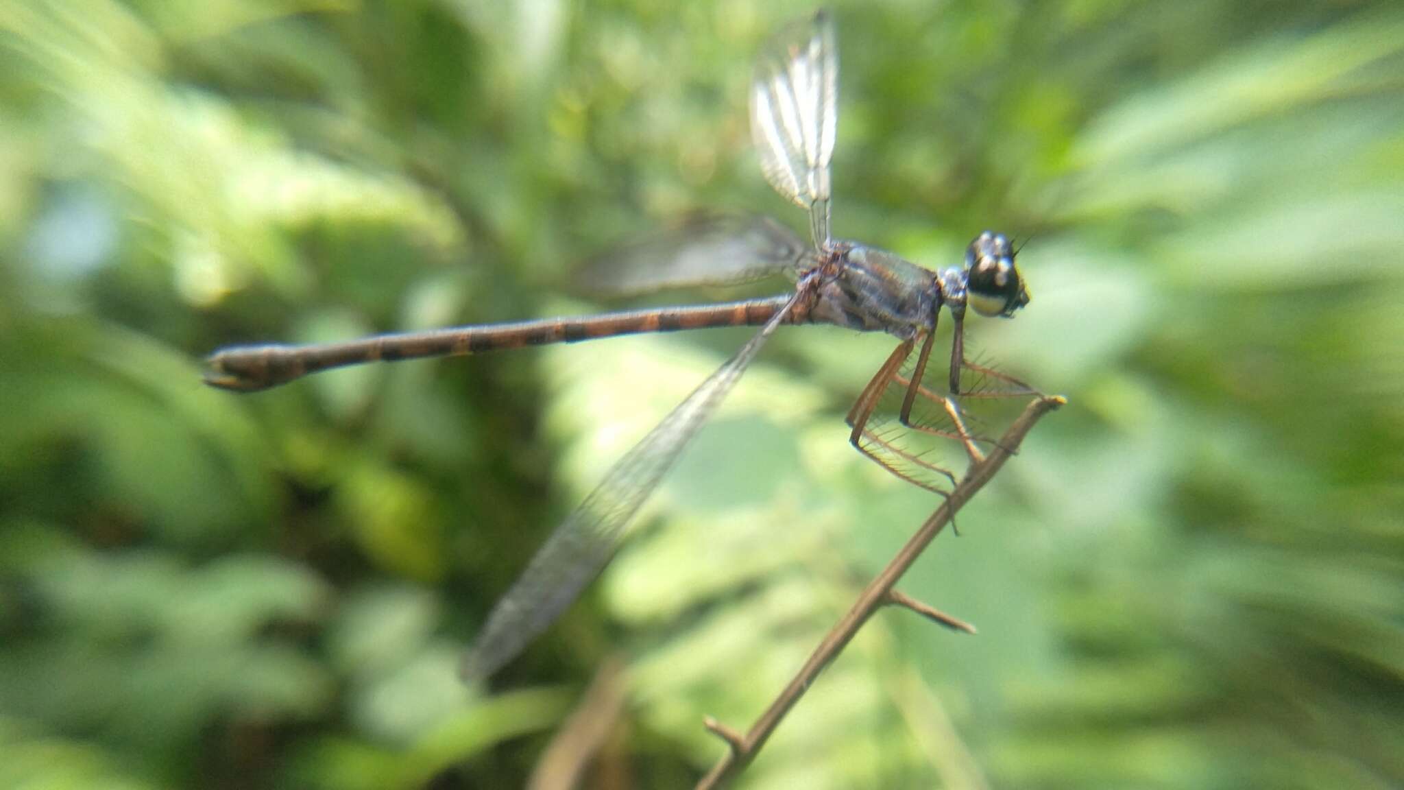 Image of Podolestes buwaldai Lieftinck 1940