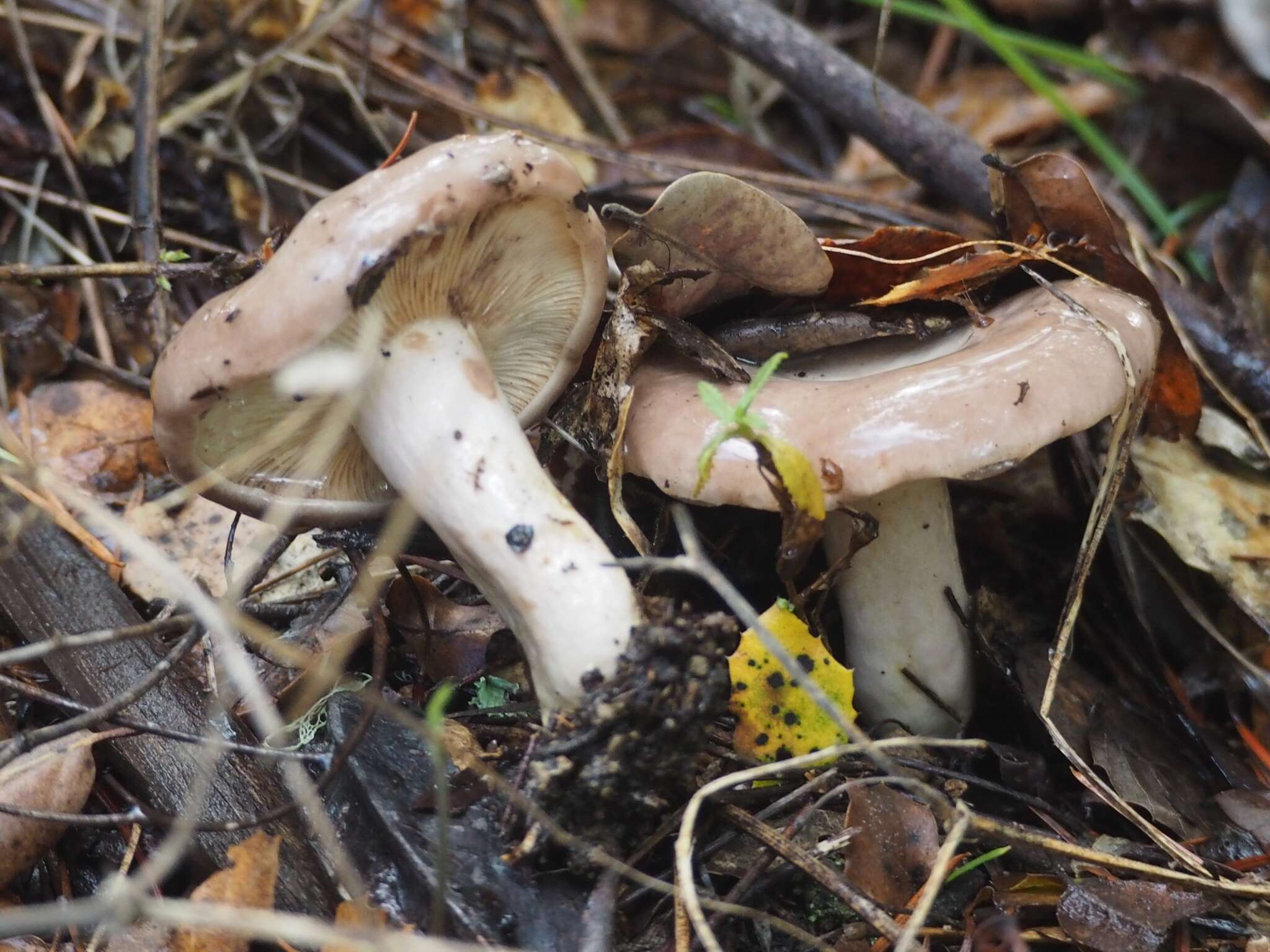 Слика од Lactarius californiensis Hesler & A. H. Sm. 1979