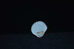 صورة Leptopecten Verrill 1897