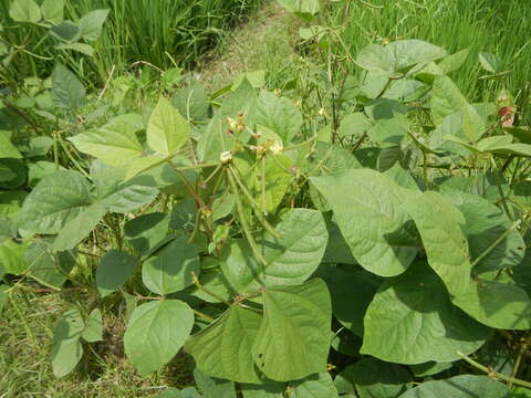 Слика од Vigna radiata (L.) R. Wilczek