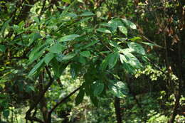 Image of Mastixia arborea (Wight) C. B. Clarke