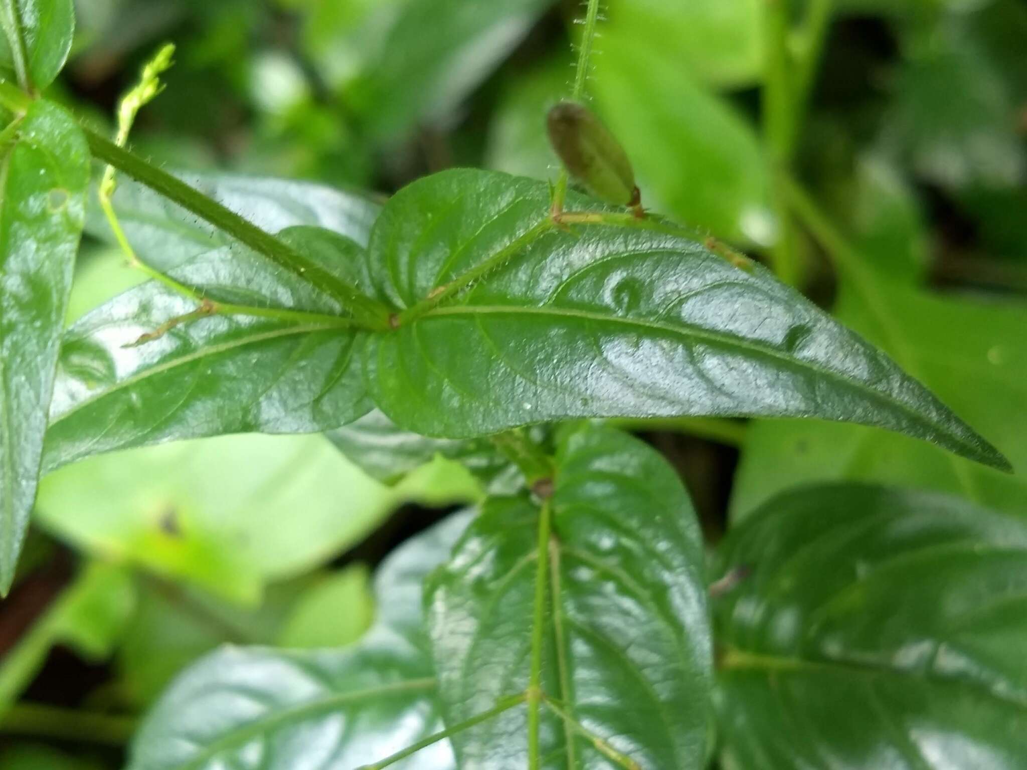 Image of false waterwillow