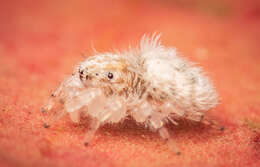 Image of Sheepy Jumping Spider